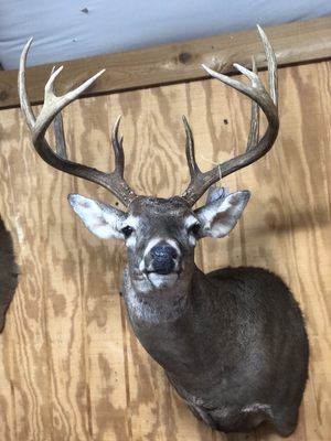 Wild Side Taxidermy