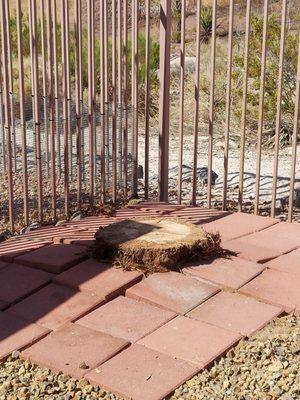 10 ft tree after removal and clean up