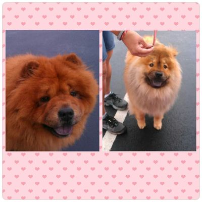 Lili and Kona at the farmers market in Peachtree City, GA.