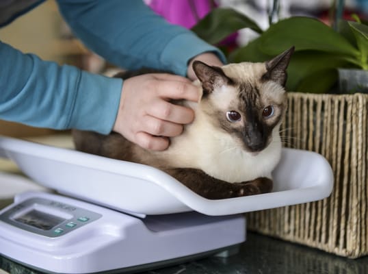 Weighing a cat during a house call