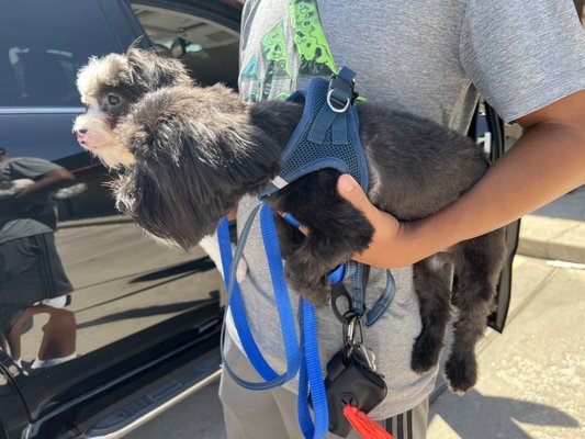 Nicely groomed dogs