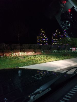 Christmas lights and daffodils