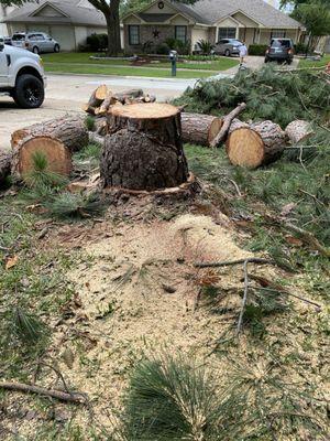 Tree removal