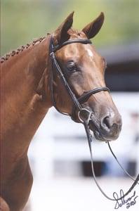 DeGraff Stables' Total Lark