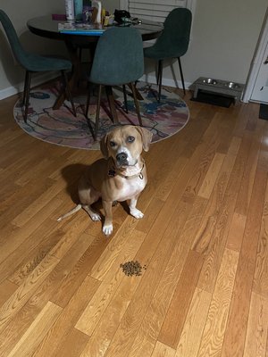 Making Hazel wait for her treat!