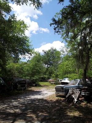 A shot of some of the yard out back.