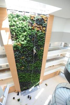 Green walls and green roofs