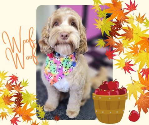 Miss Nola love her fall spaw package including scented shampoo & conditioner, blueberry facial and a flower for her collar