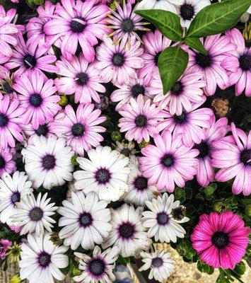 Market flowers