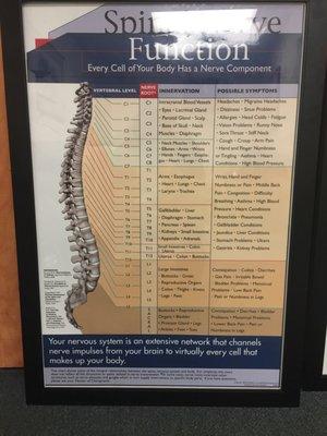 Spinal Nerve and function.