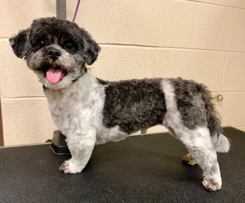 Jasper looking ever so handsome after a groom with Kristina!