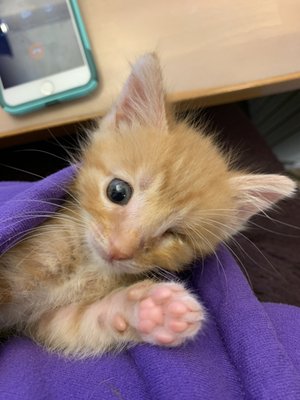 Foster Nesby was saved from Chicago Animal Control and was well-cared for despite suffering a major infection that took her eye.