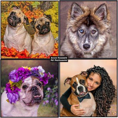 Pet Photography by Pets Photography Studio