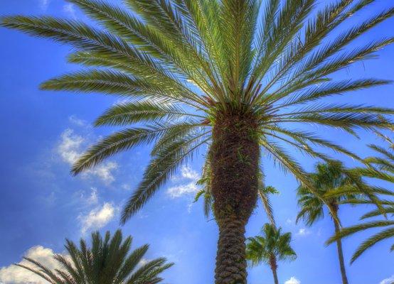 Palm tree trimming by Melbourne Tree Services