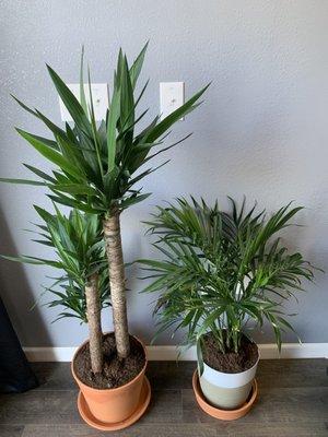 Foreground plants