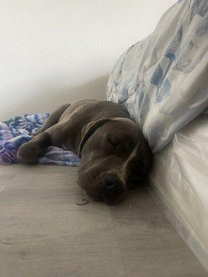 Meech napping his first day home.