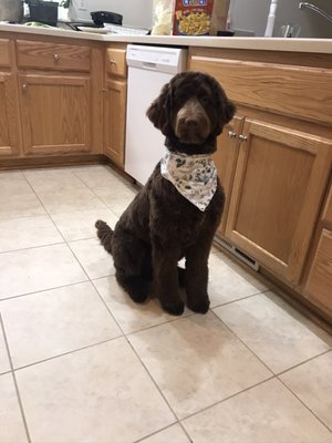 Brownie after a grooming appointment with Jessica at Bugaboo. They always send him home with a complimentary bandana