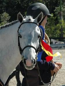 Beth String shows VanderVail's Grey Goose at a variety of horse shows each year.