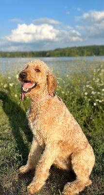 My puppers loving the hike!