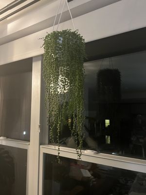 String of Pearls after 5 months