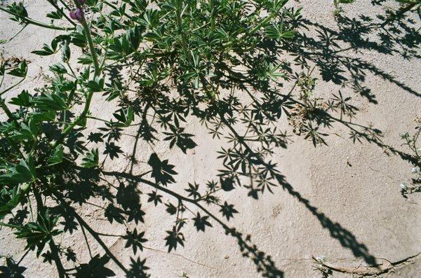 Shadows on still-most mud in dry wash. Coyote Canyon.