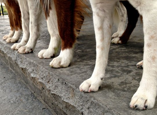 We do nail trims, & grooming.