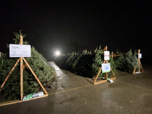 Abbey Farms 2020 Premium Pre-Cut Fraser Fir trees, with sizes from 6' to 12' tall!