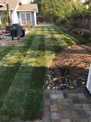 Sod installation