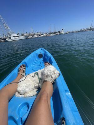 Puppy enjoying marina views