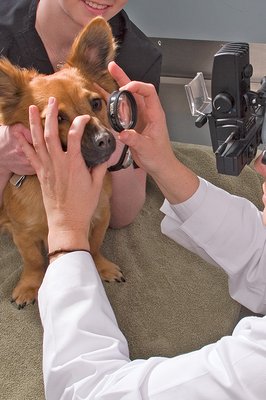 Eye Care for Animals Saint Charles