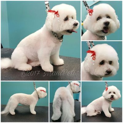 Mani PETi Pet Grooming