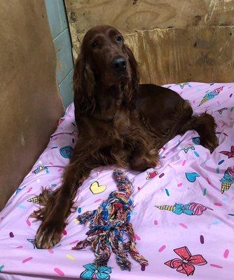 Irish Setter