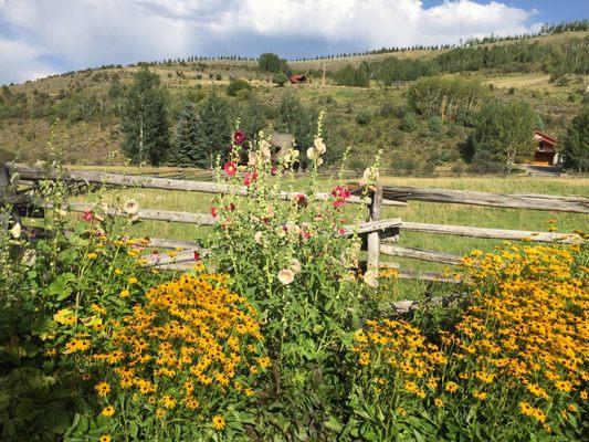 Summer Flowers