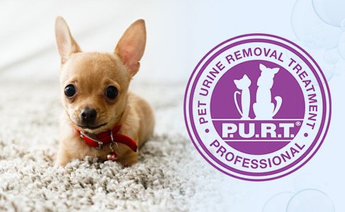 Top Pet Urine Removal Experts