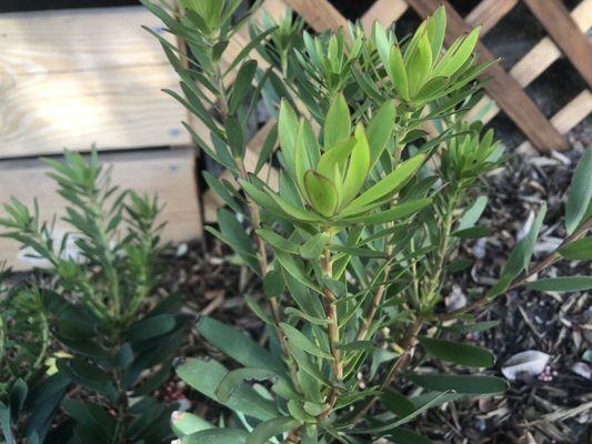 Australian Leucadendron