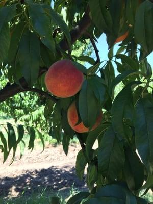 Delicious tree ripe peaches