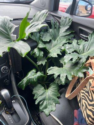 Gorgeous Philodendron for $15.99!