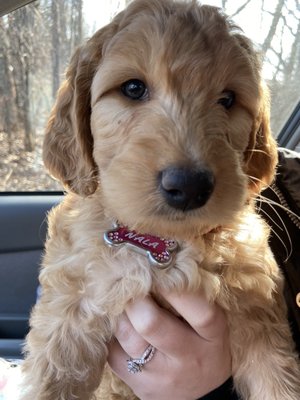 Nala 8 weeks old goldendoodle puppy