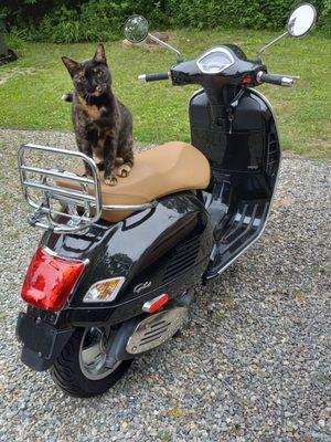 delivered used ,stock, detailed ready to ride . cat not included !