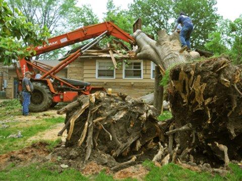 Fallen tree removal...