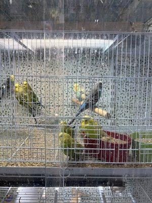 Parakeets