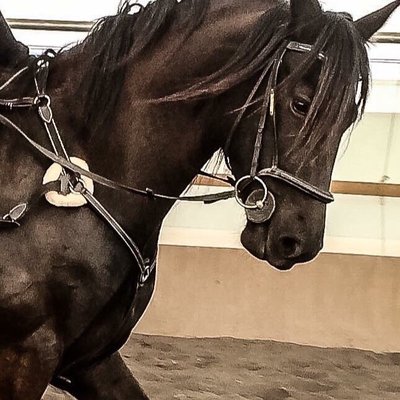 Valkyrie's Wintersun-Friesian Sporthorse