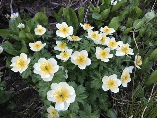 Trollius albiflorus or While Globeflower growing in a marshy mountain meadow in early July!