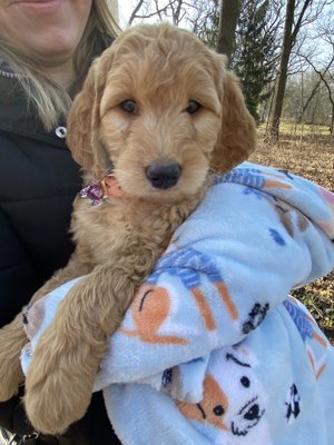 Nala 8 weeks old goldendoodle puppy