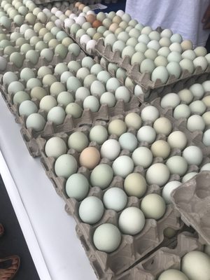 Pick your own eggs!