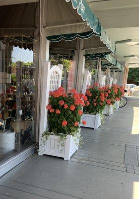 Our iconic hydrangea at our store front