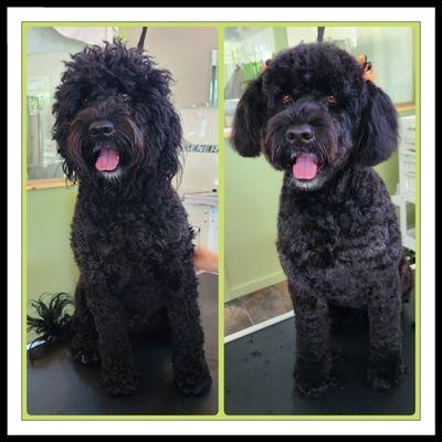 Portuguese Water Dog before and After. WOW look at those eyes!