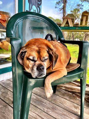 The coolest store mascot. Meet Mr. Bob Barker.