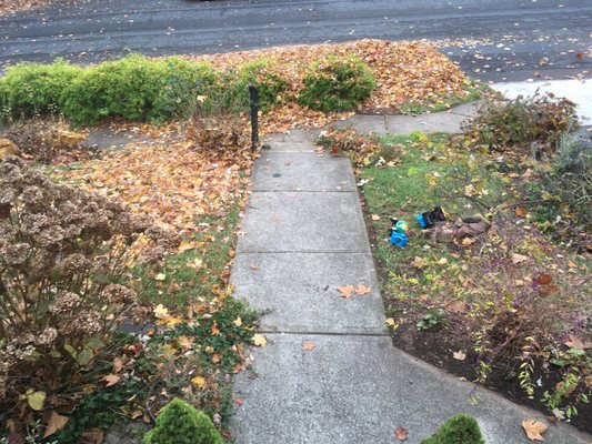 Victor's Landscaping did a great job of blowing the neighbor's leaves right into our yard and bushes, while also blowing away our mulch.