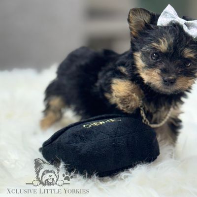 Tiny traditional yorkie princess